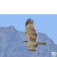 گونه سارگپه تاجدار Crested Honey Buzzard